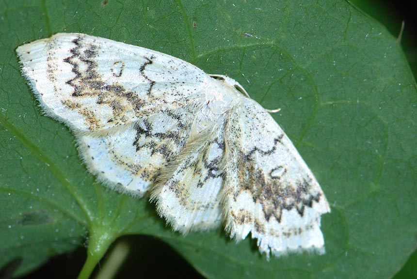 Da identificare - Cyclophora annularia